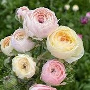 Ranunculus Elegance Bianco Sfumato