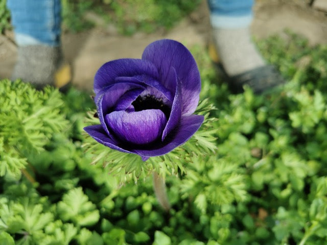 Anemone Plus Blue