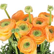 New! Ranunculus Success 750 PC Pesca