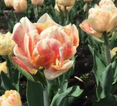 Tulip Foxy Foxtrot Double Early