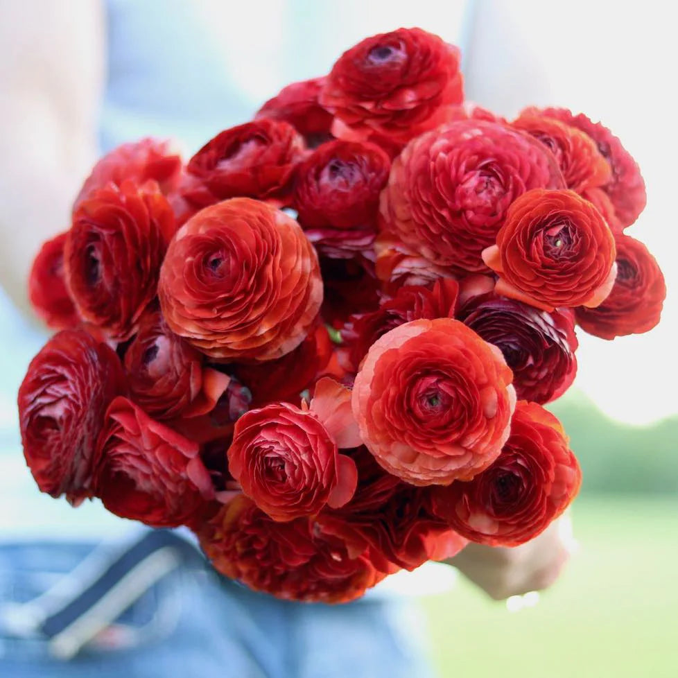 Ranunculus Elegance Chocolate (Cioccolato 158)