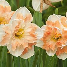 Narcissus Butterfly Cum Laude Daffodil