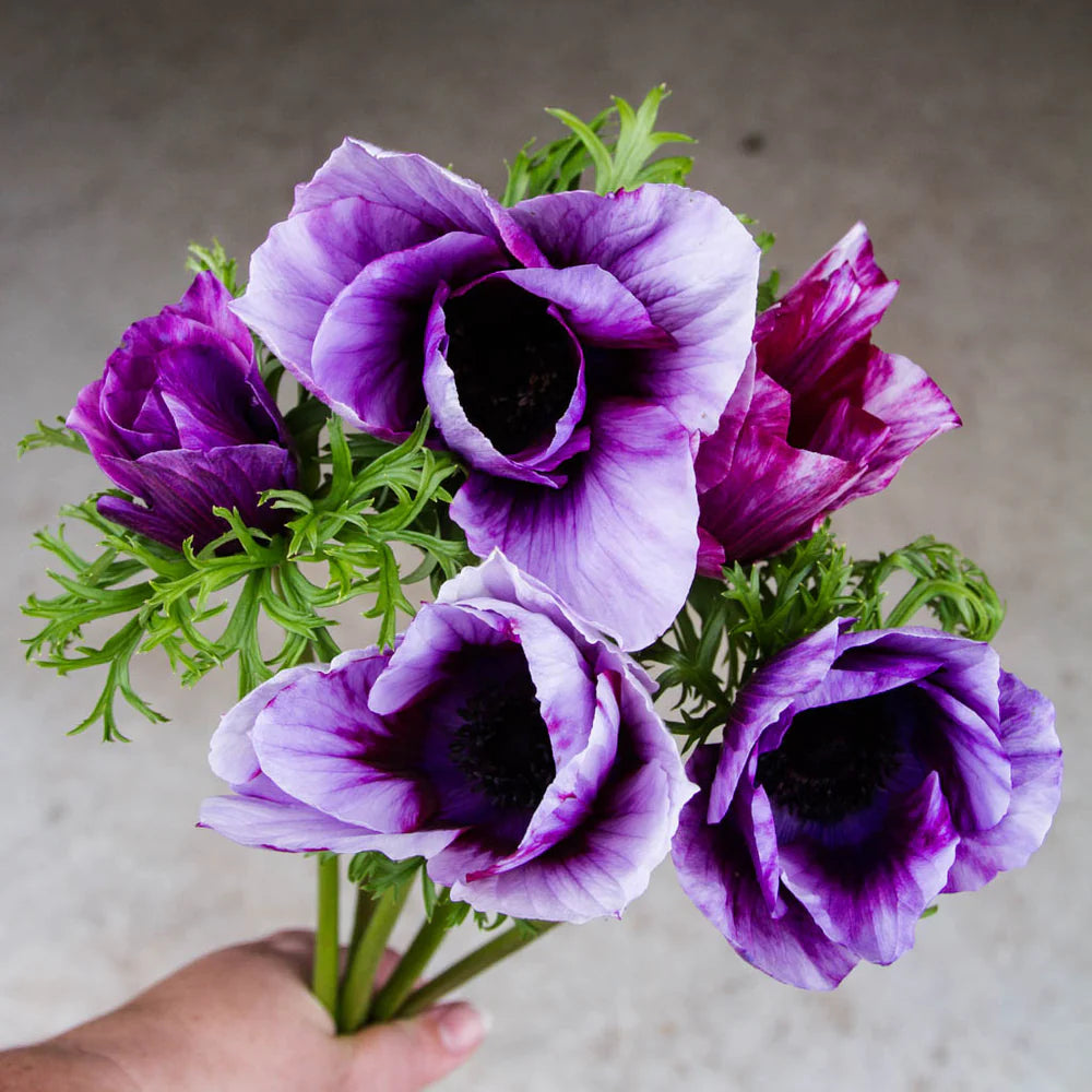 Anemone Mistral Tigre Vinato