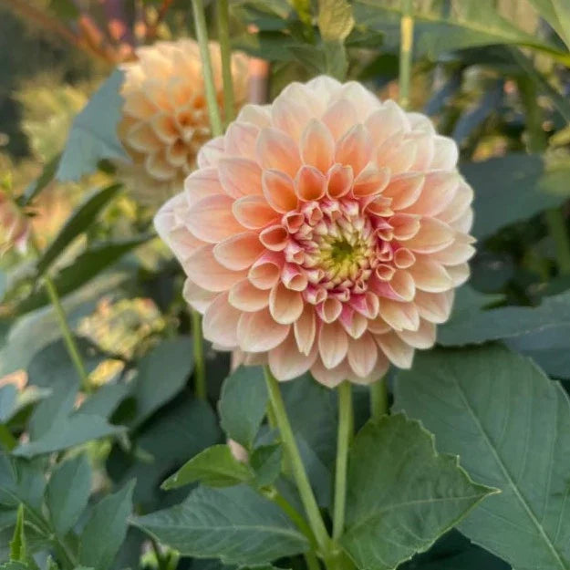 Dahlia 'Sweet Suzanne'