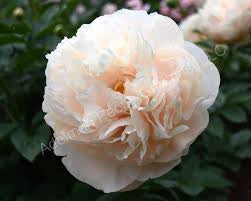 Peony Pastelegance