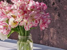 Tulip Belicia Double Early