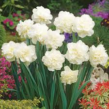 Narcissus Double Obdam Daffodil