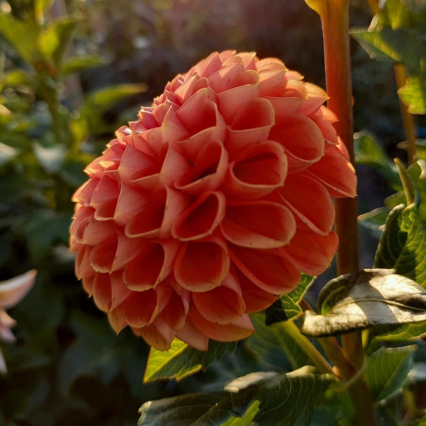 Dahlia 'Cornel Bronze' (Copy) - Spring Shipped