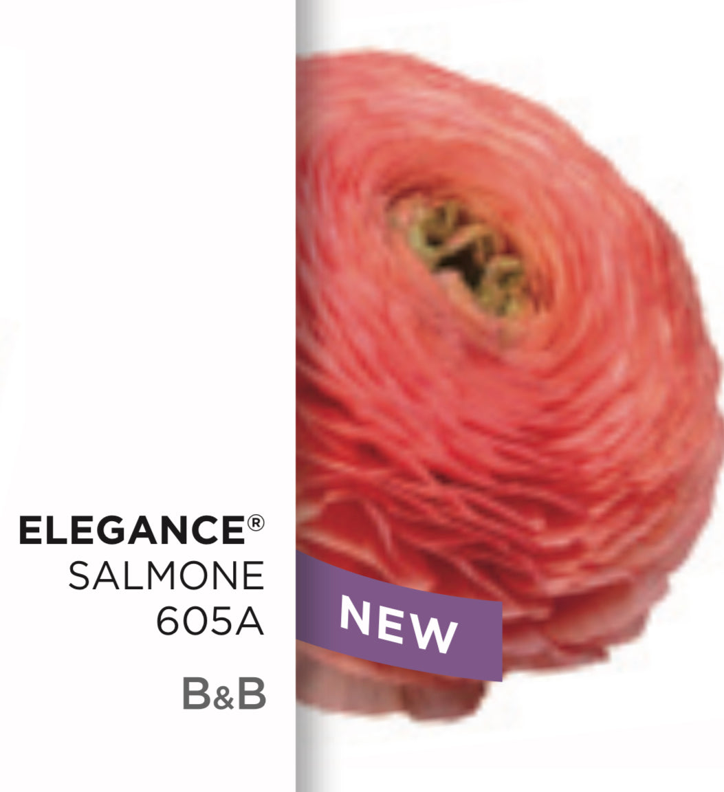 Ranunculus Elegance Salmone 605A