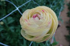 New: Ranunculus Romance Hydra