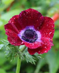 Anemone Mistral Bordeaux