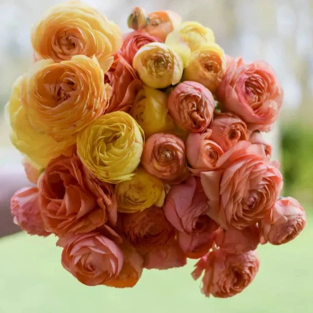 Ranunculus Amadine Pastel Lemon - 10 Pack