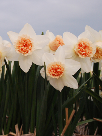 Narcissus Exotic Beauty Daffodil