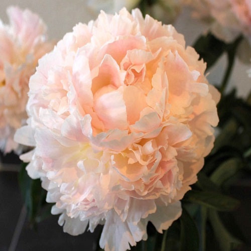 Peony Brother Chuck