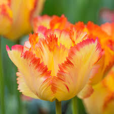 Tulip Caribbean Parrot
