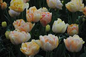 Tulip Foxy Foxtrot Double Early