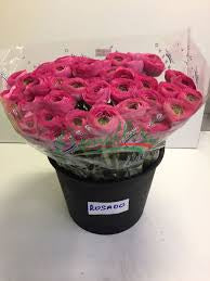 New: Ranunculus Cloni Success Rosa Scuro Aragosta