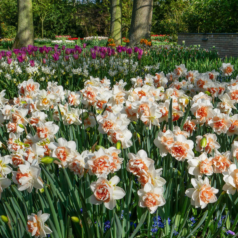 Narcissus Double Replete Daffodil