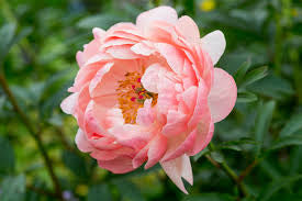 Peony Coral Charm