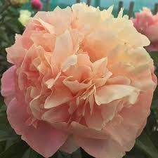 Peony King’s Day