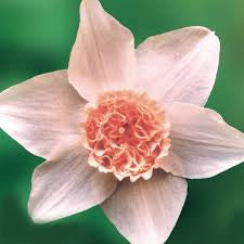 Narcissus Exotic Beauty Daffodil