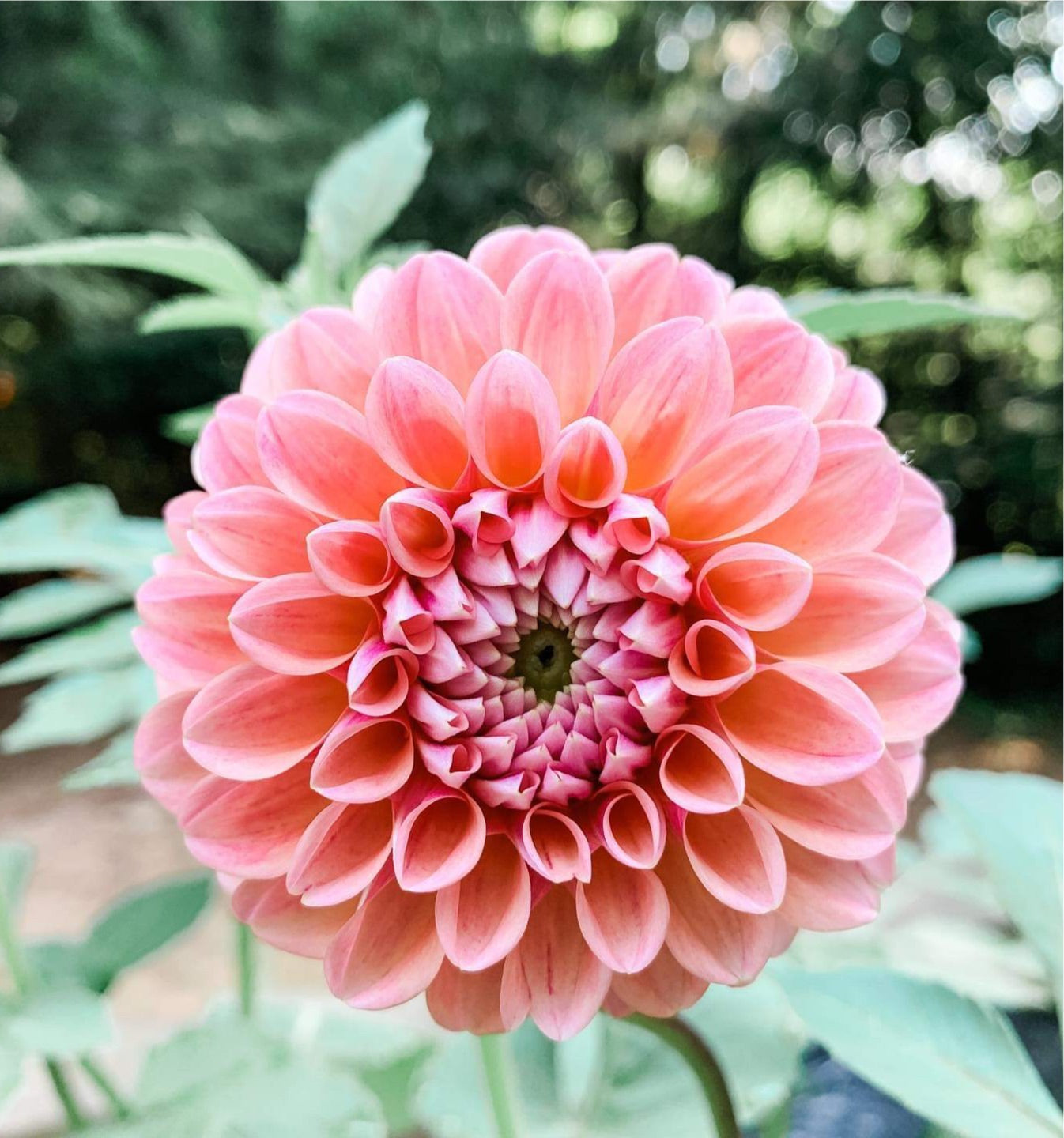 Dahlia 'Linda’s Baby' - Spring Shipped