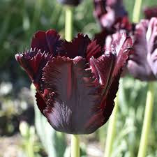Tulip Black Parrot