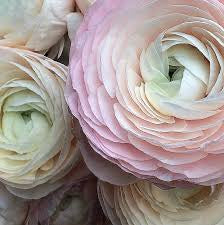 Ranunculus Success Hanoi