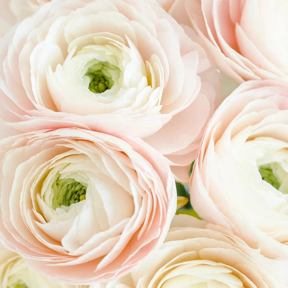 Ranunculus Elegance Bianco Sfumato