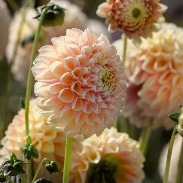 Dahlia 'Sweet Suzanne'