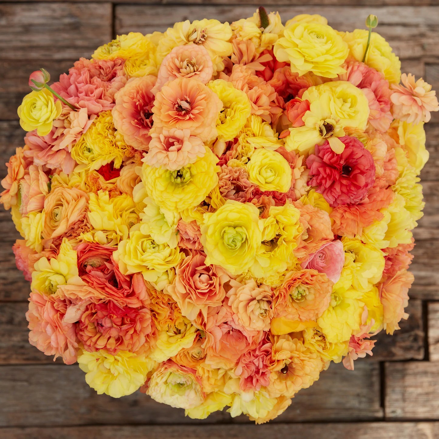 Ranunculus Amadine Pastel Lemon