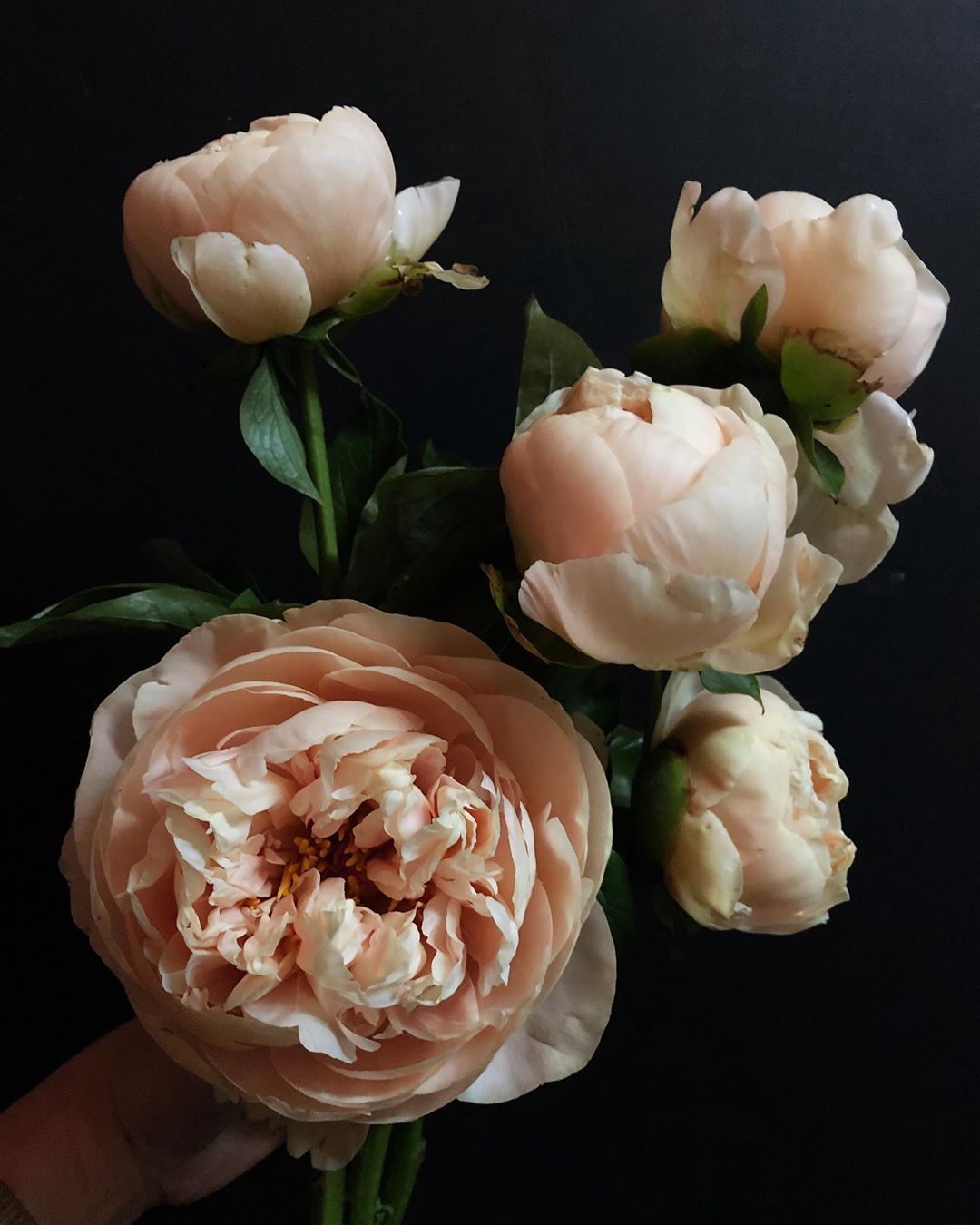 Pastelegance Peony - Hybrid 3-5 eyes