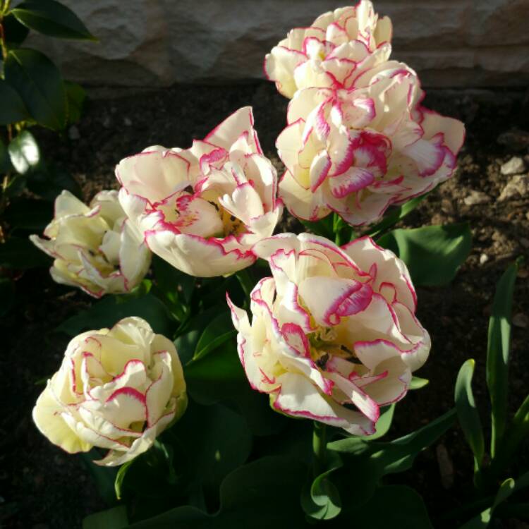 Tulip Belicia Double Early