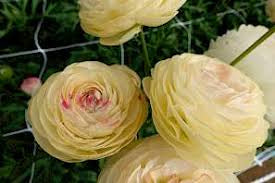 New: Ranunculus Romance Hydra