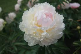 Peony Brother Chuck