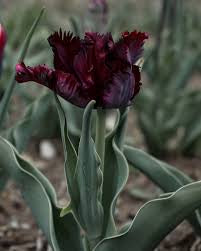 Tulip Black Parrot