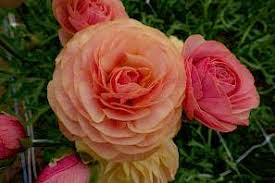 Ranunculus Romance Nimes