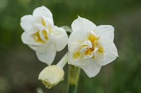 Narcissus Bridal Crown Daffodil