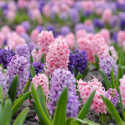 Hyacinth Cotton Candy Mix