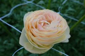 New: Ranunculus Romance Hydra