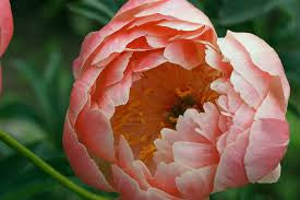Peony Coral Charm