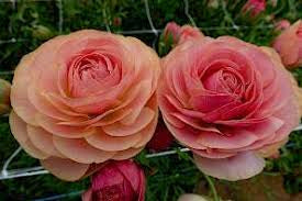 Ranunculus Romance Nimes