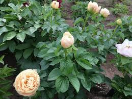 Peony Pastelegance