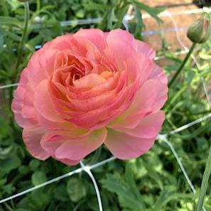 Ranunculus Romance Nohant