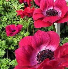 Anemone Mistral Magenta