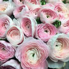 Ranunculus Success Hanoi