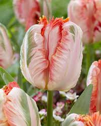 Tulip Apricot Parrot