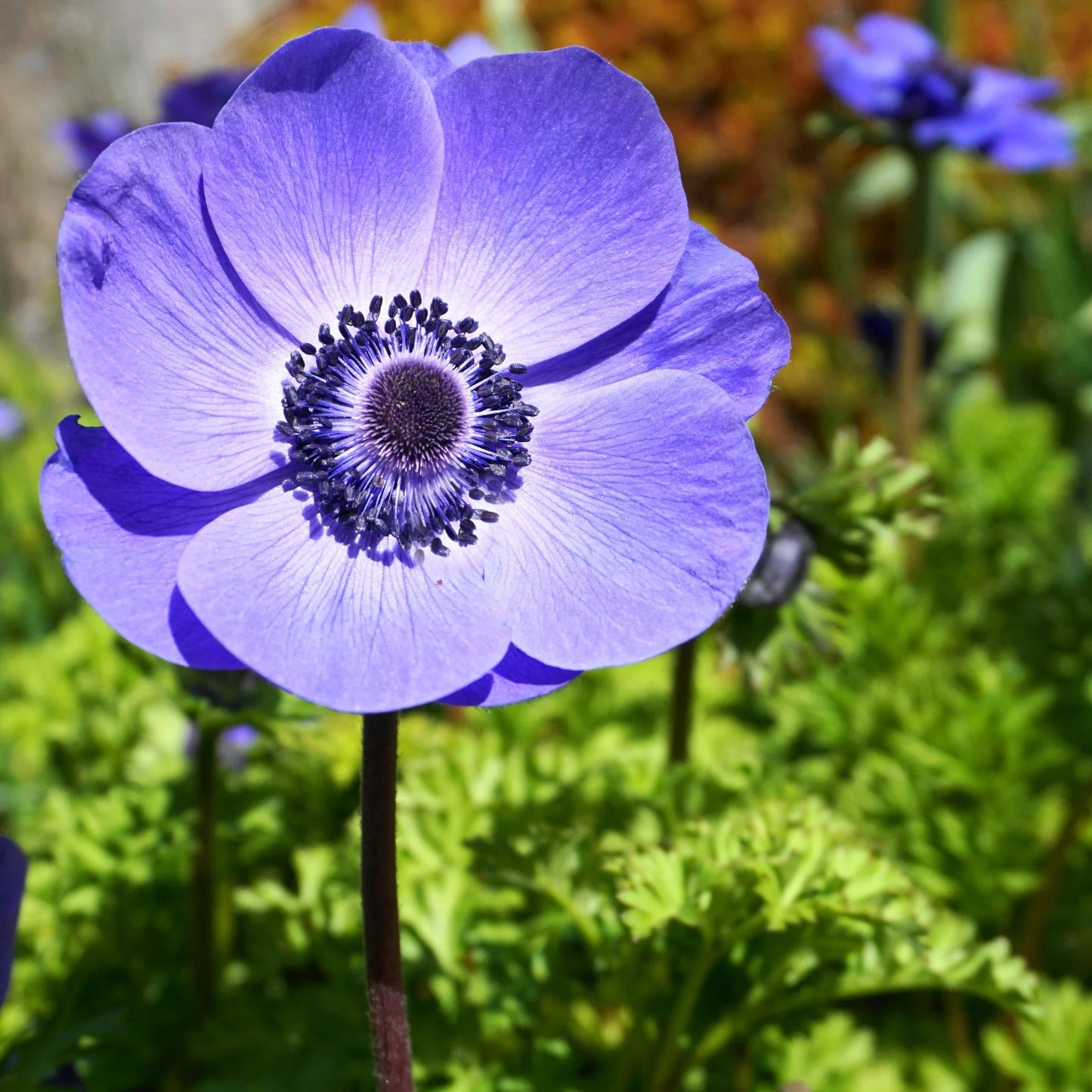 Anemone Plus Blue