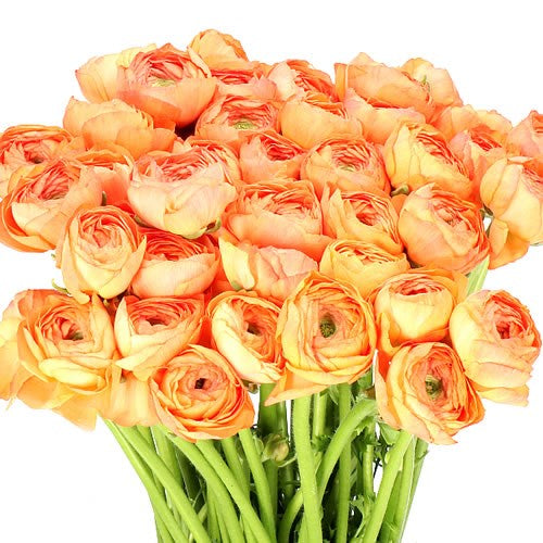 New! Ranunculus Success 750 PC Pesca