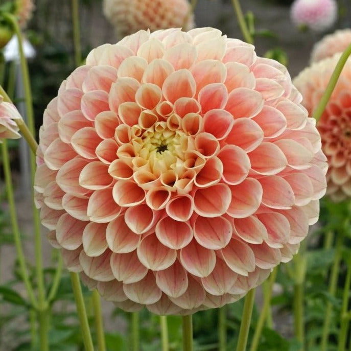 Dahlia 'Sweet Suzanne'